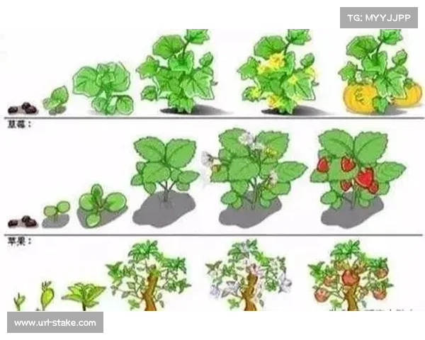 时机因素在比赛后期预测准确性提升的关键作用分析 时机因素在比赛后期预测准确性提升的关键作用分析